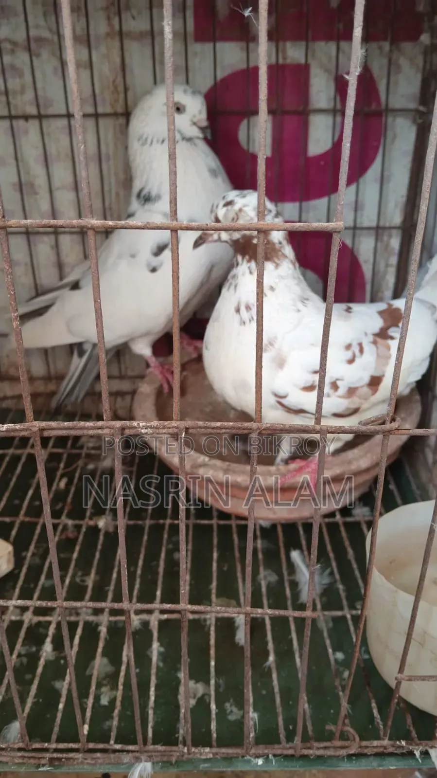 Pigeons for sale