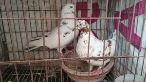 Pigeons for sale