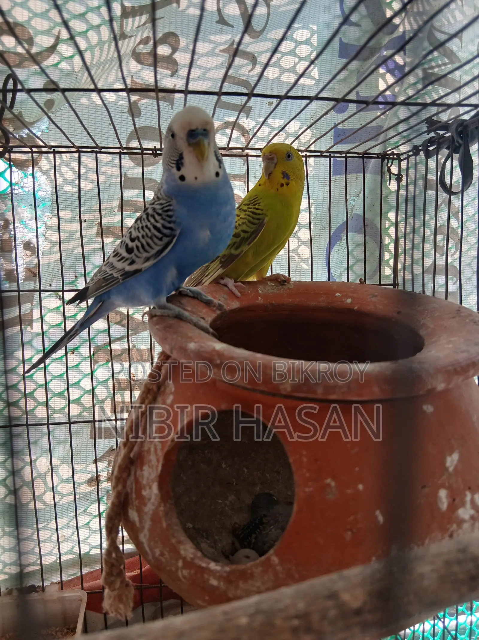 Budgerigar Birds