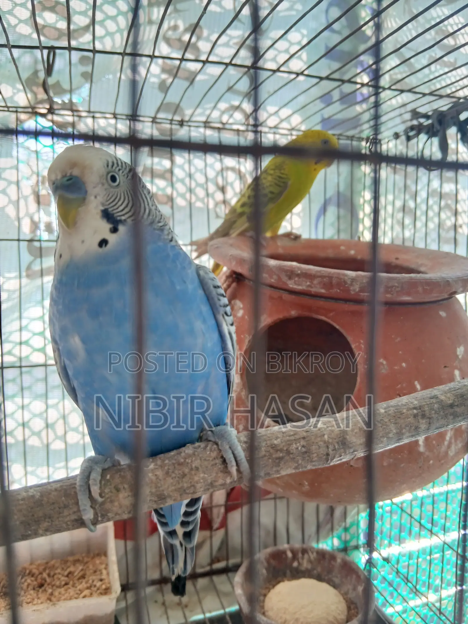 Budgerigar Birds