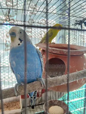 Budgerigar Birds