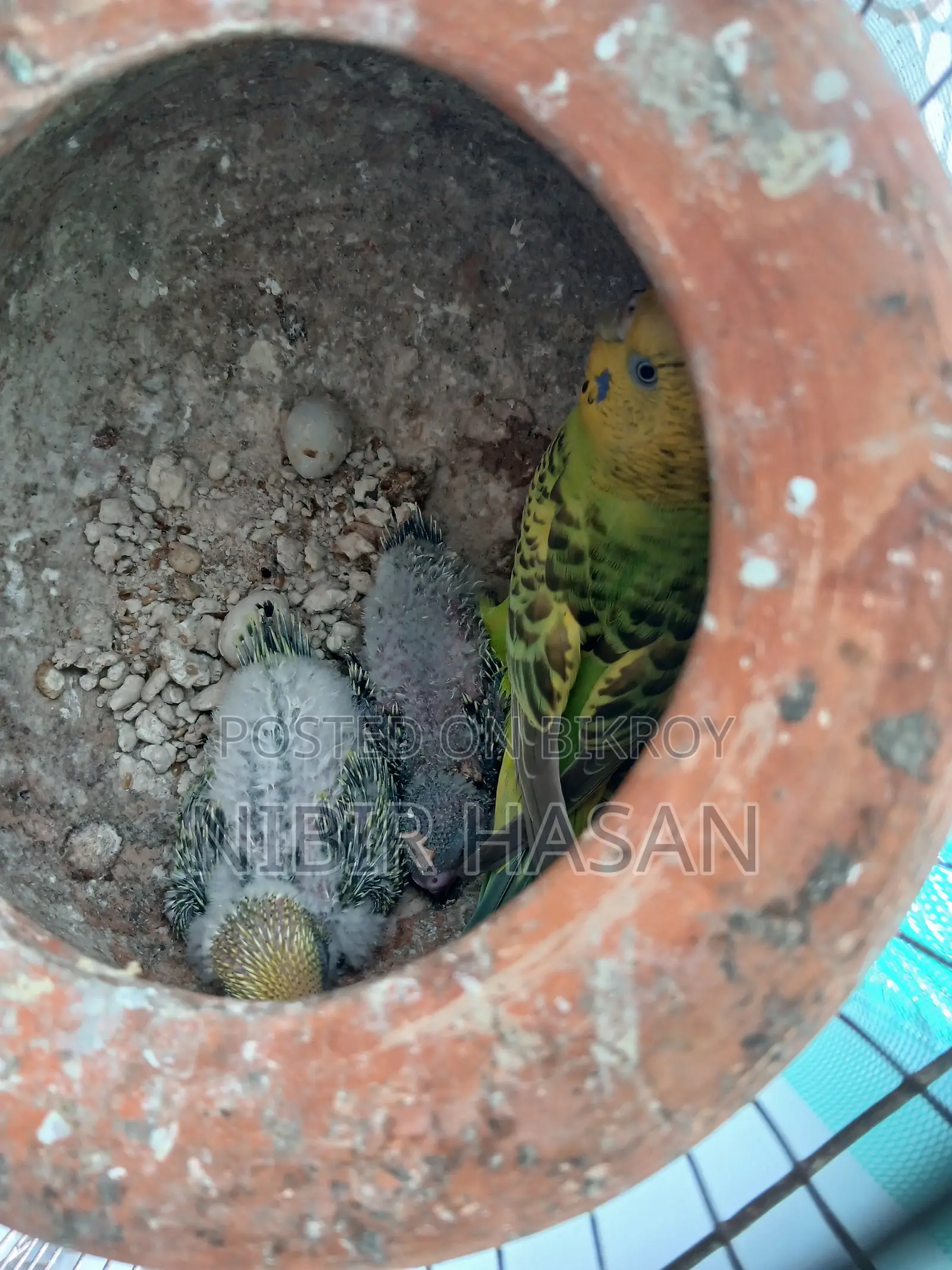 Budgerigar Birds