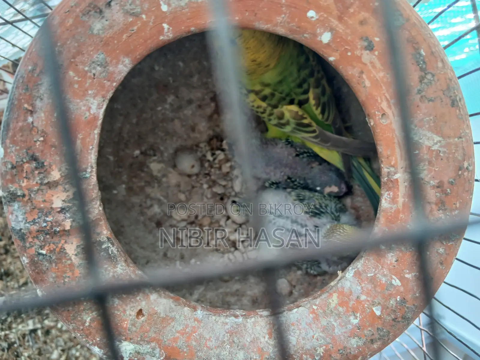 Budgerigar Birds