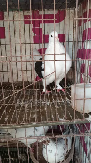Pigeons for sale