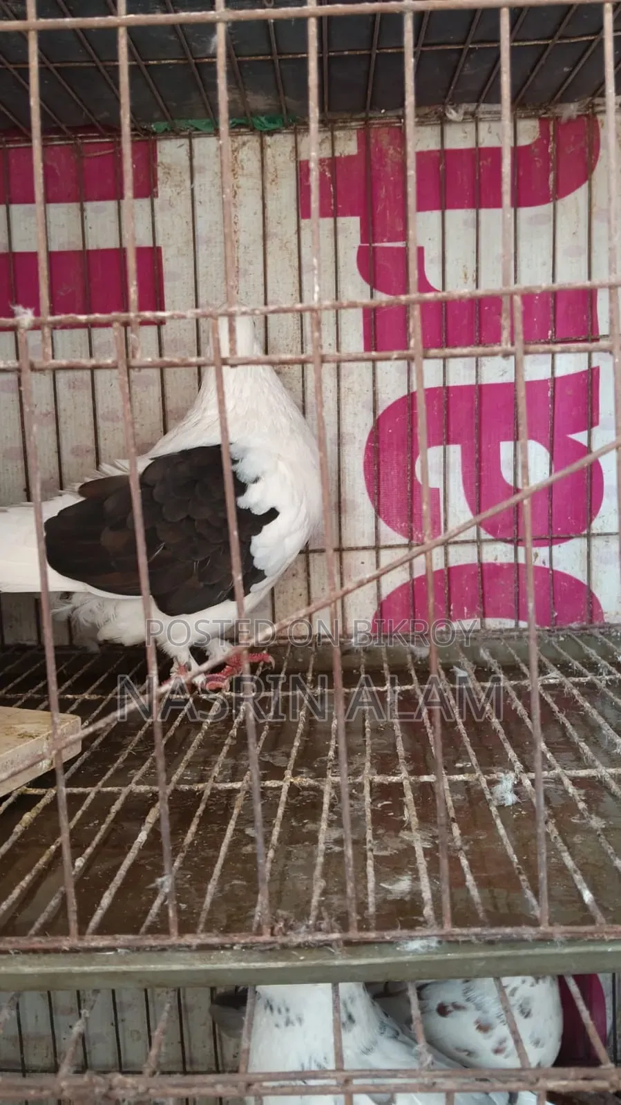 Pigeons for sale