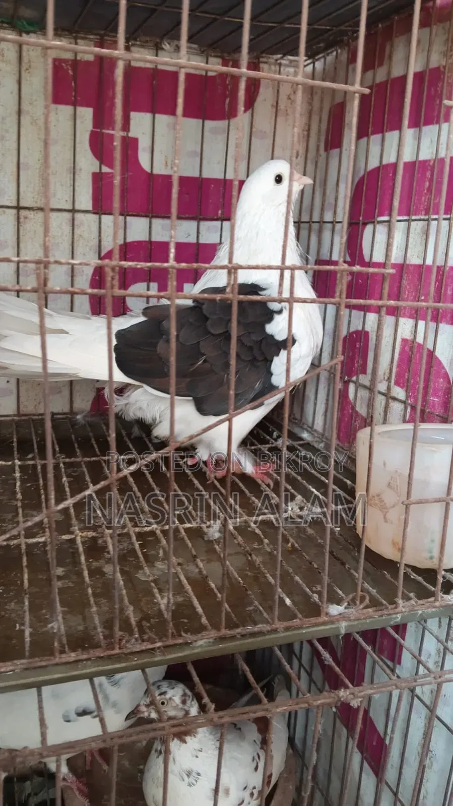 Pigeons for sale