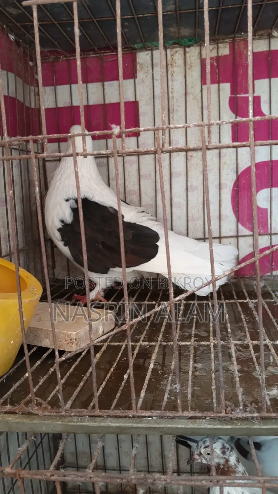 Pigeons for sale