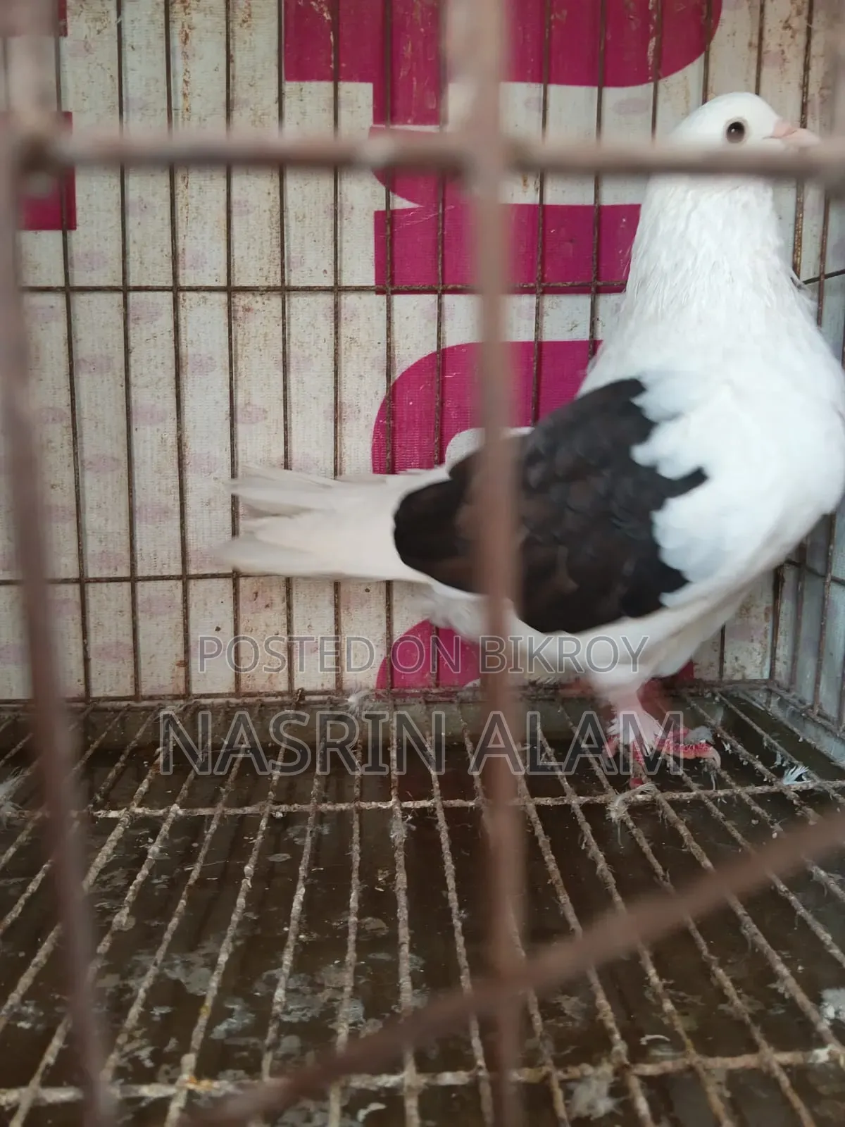 Pigeons for sale