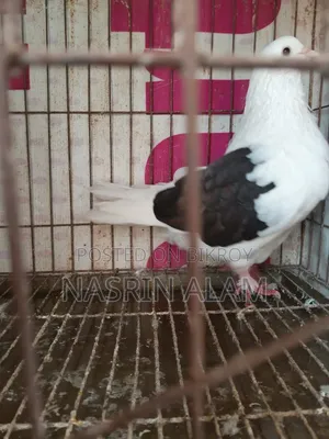 Pigeons for sale