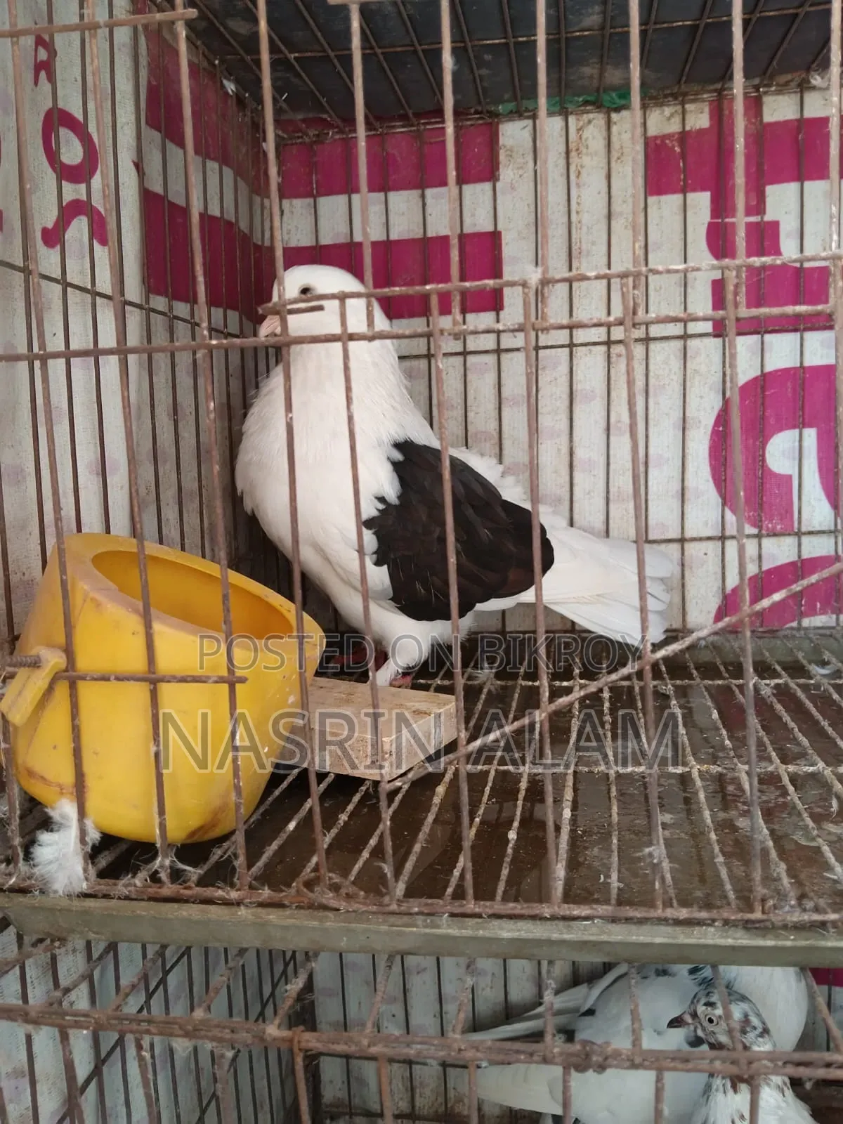 Pigeons for sale