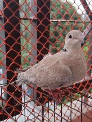 Australian Dove Semi-Adult Female/Dove bird 1 female [Age: 3.5+ months]