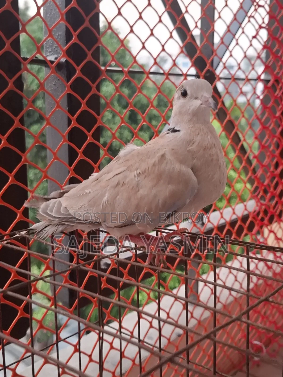 Australian Dove Semi-Adult Female/Dove bird 1 female [Age: 3.5+ months]