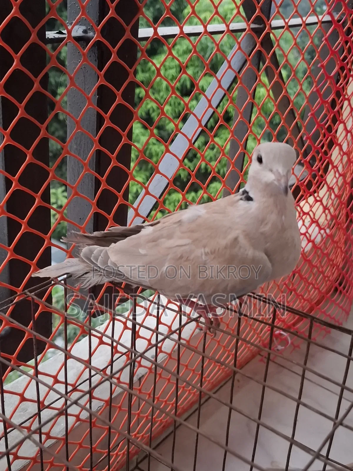 Australian Dove Semi-Adult Female/Dove bird 1 female [Age: 3.5+ months]