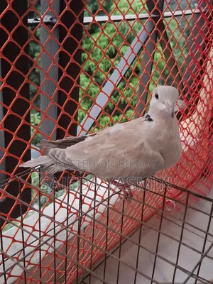 Australian Dove Semi-Adult Female/Dove bird 1 female [Age: 3.5+ months]