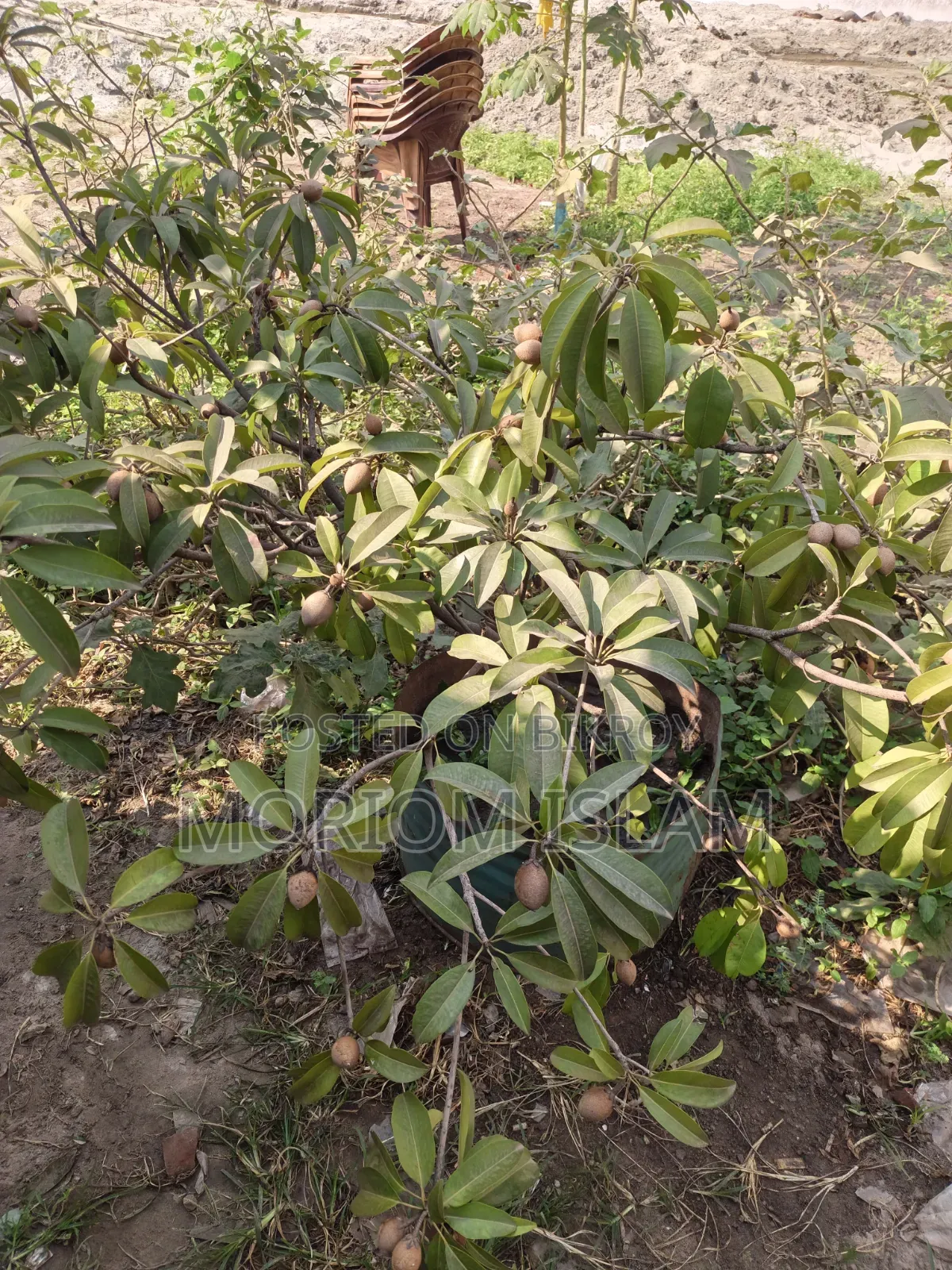All-season Sapodilla Tree