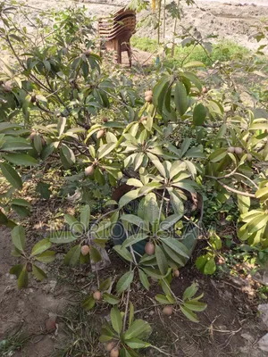All-season Sapodilla Tree
