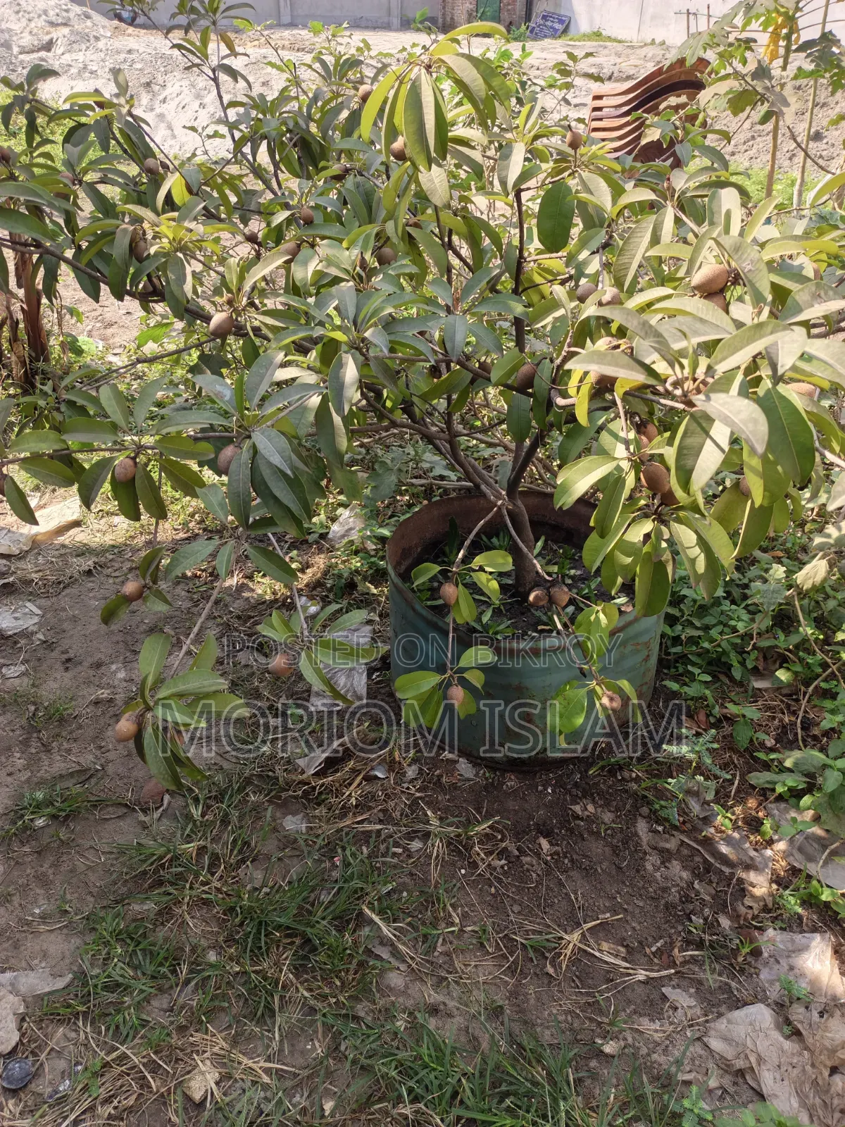 All-season Sapodilla Tree