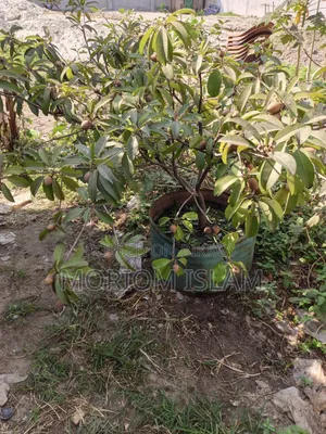 All-season Sapodilla Tree