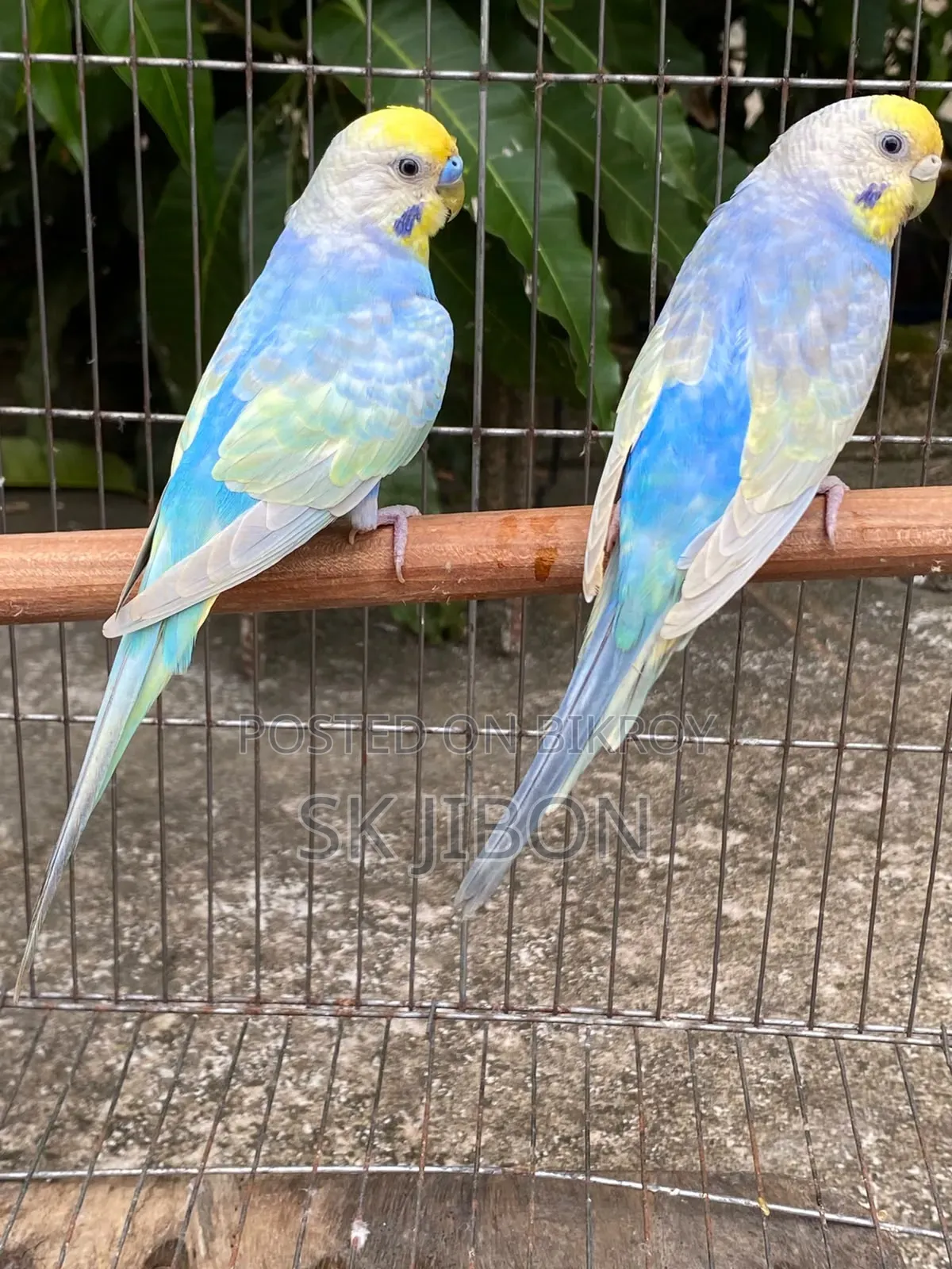 Rainbow Adult Pair