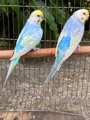Rainbow Adult Pair
