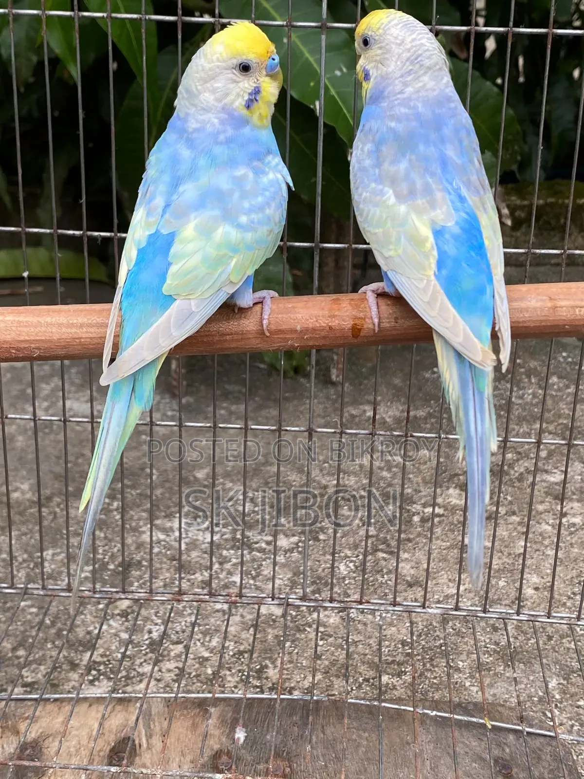 Rainbow Adult Pair