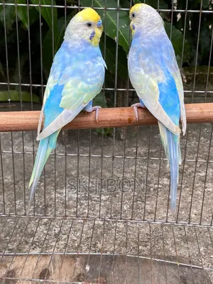 Rainbow Adult Pair