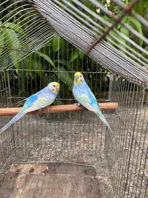 Rainbow Adult Pair
