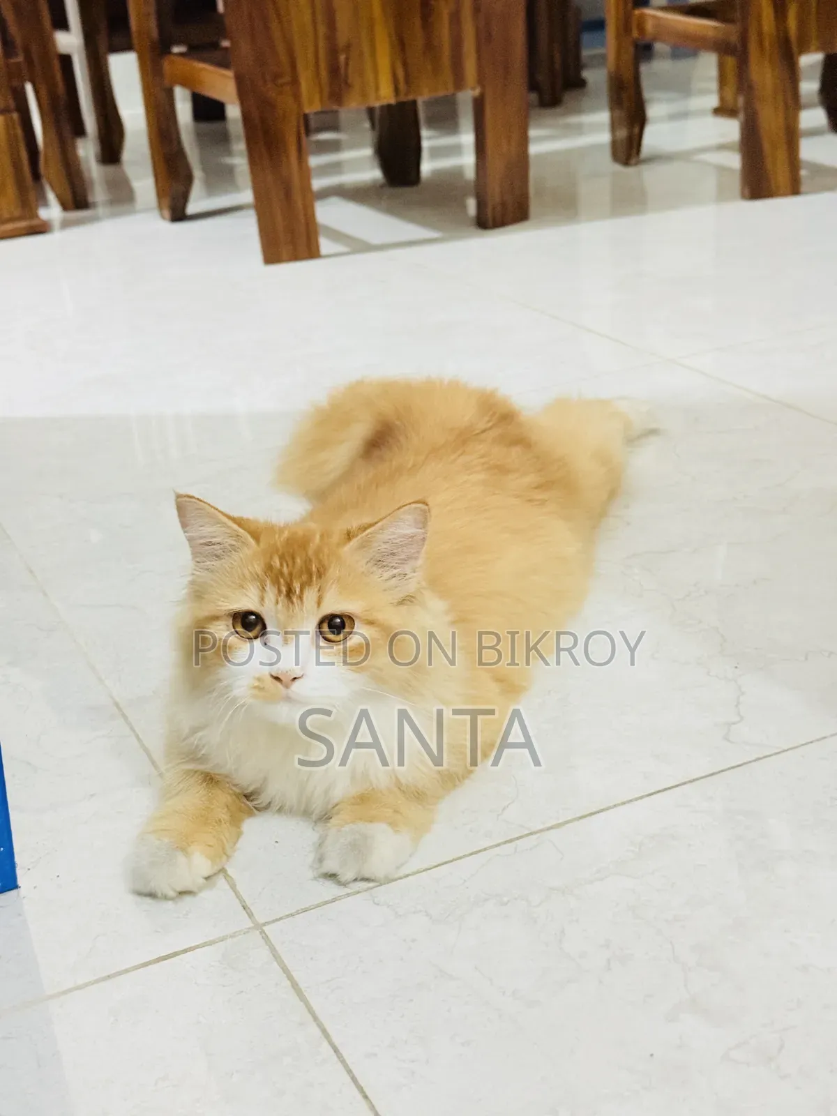 6-12 months Female Mixed Breed Persian