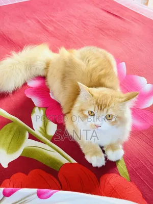 6-12 months Female Mixed Breed Persian