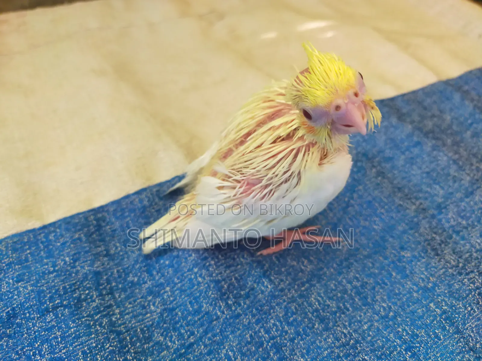 Lutino Cockatiel Baby Bird!