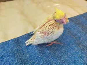 Lutino Cockatiel Baby Bird!