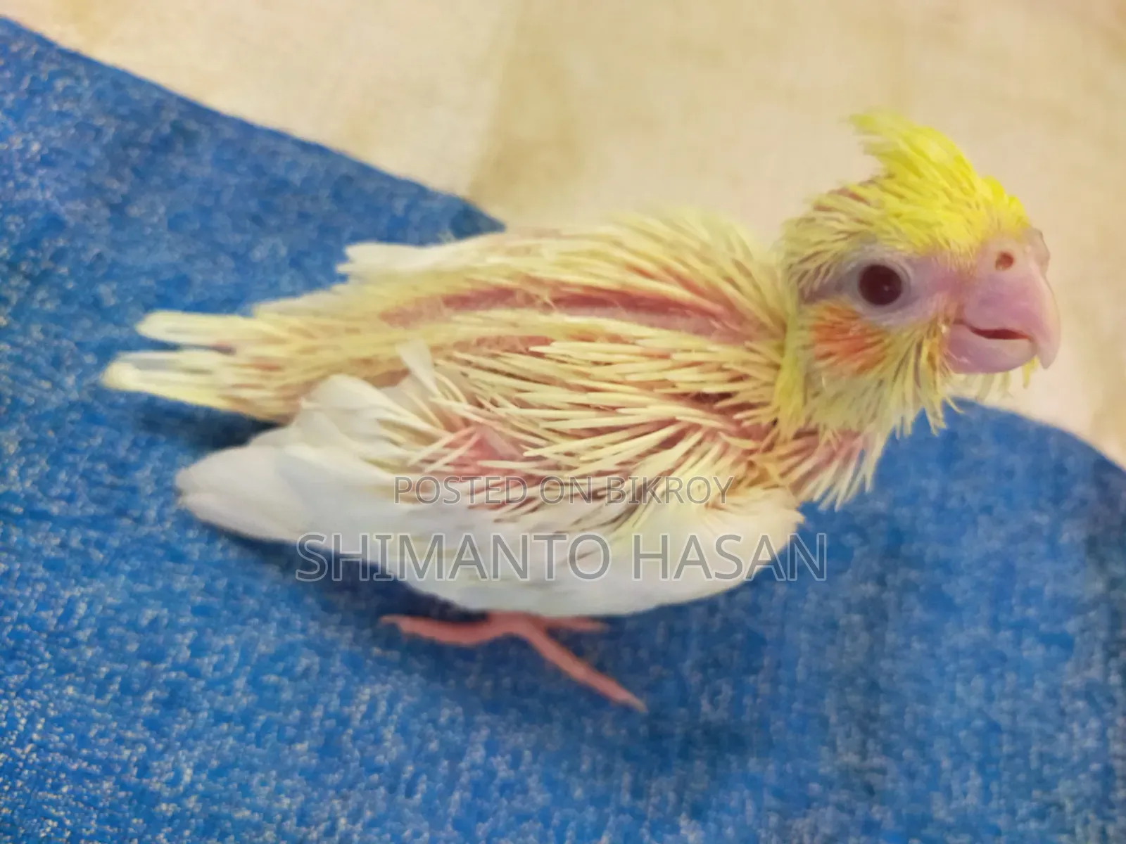 Lutino Cockatiel Baby Bird!