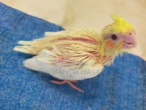 Lutino Cockatiel Baby Bird!