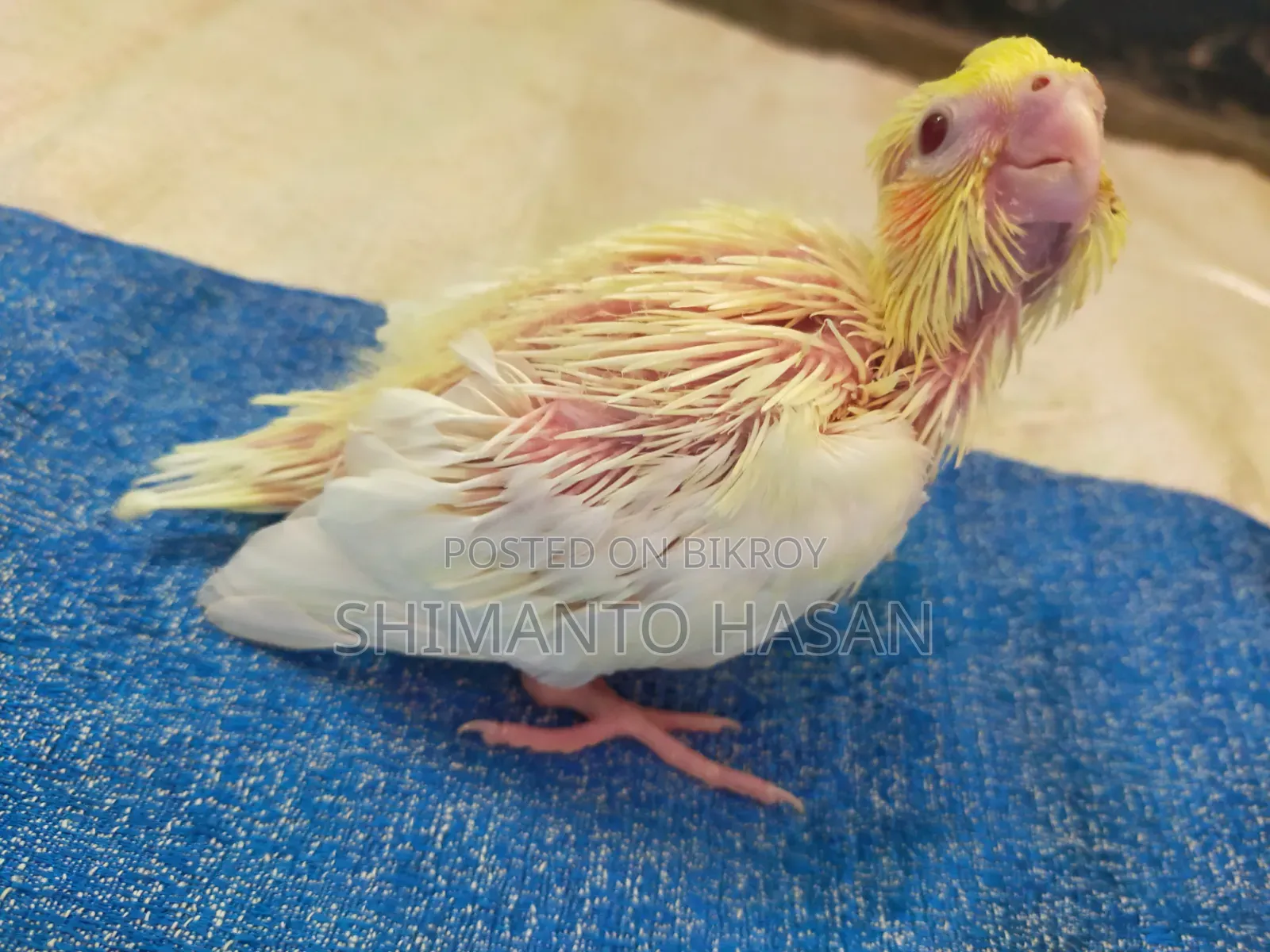 Lutino Cockatiel Baby Bird!