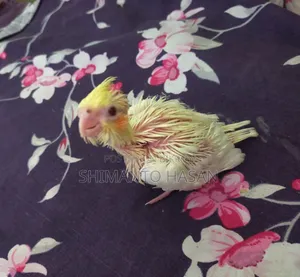 Lutino Cockatiel Baby Bird!