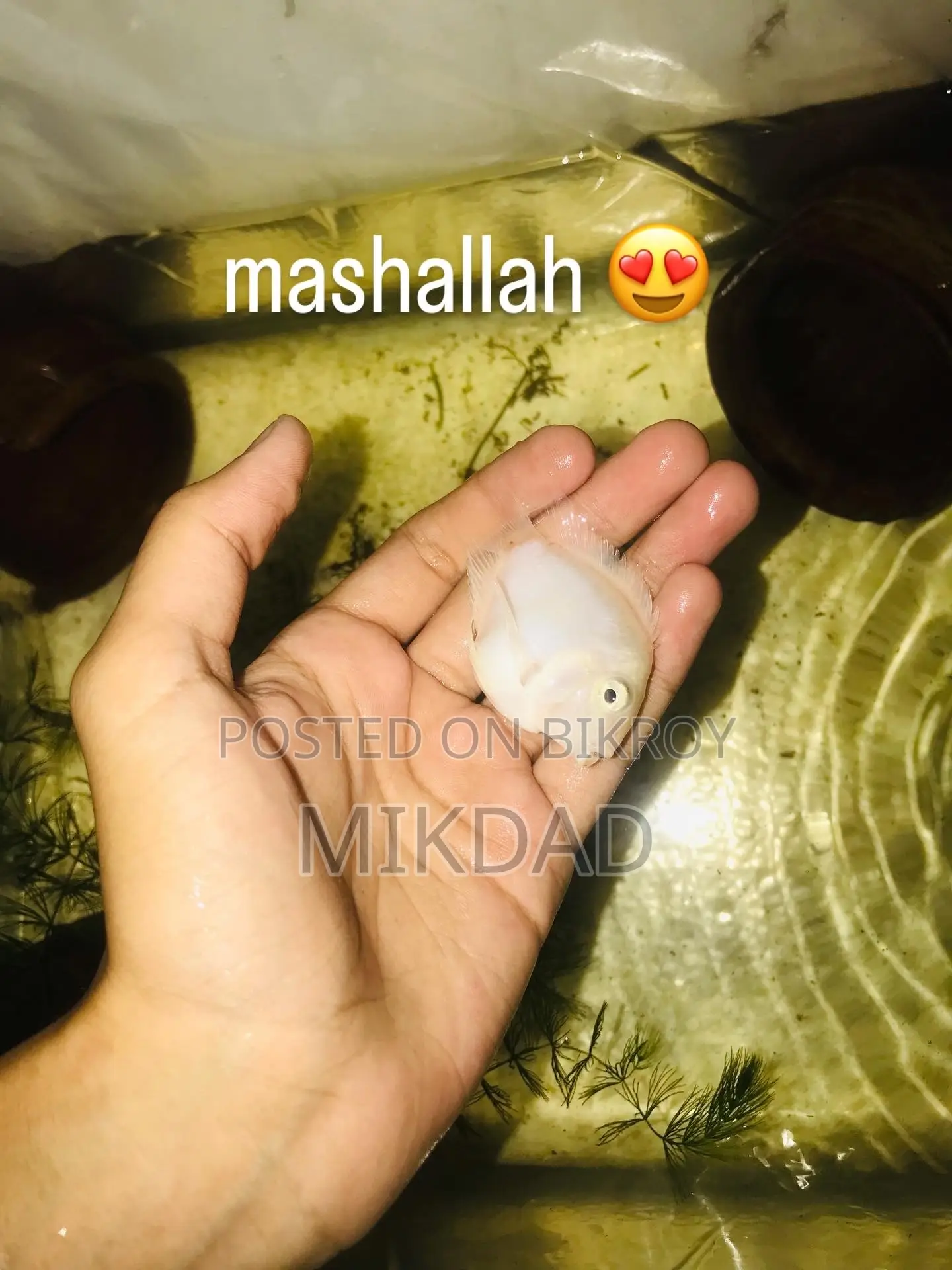 পোলার প্যারোট স্নো হোয়াইট