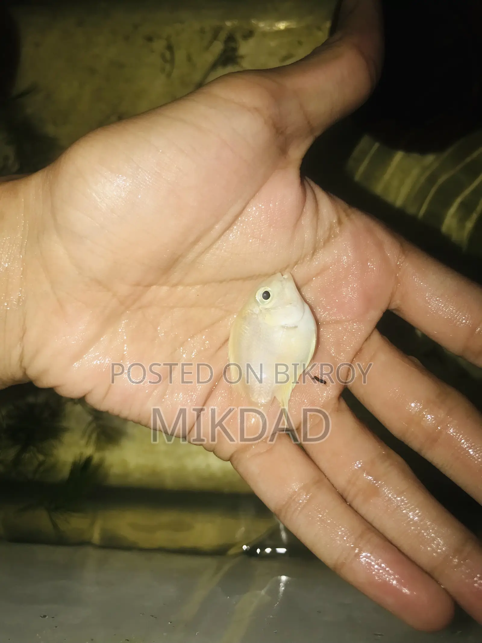 পোলার প্যারোট স্নো হোয়াইট