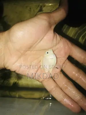 পোলার প্যারোট স্নো হোয়াইট