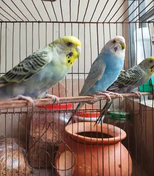 Only Female Budgerigar for Sale