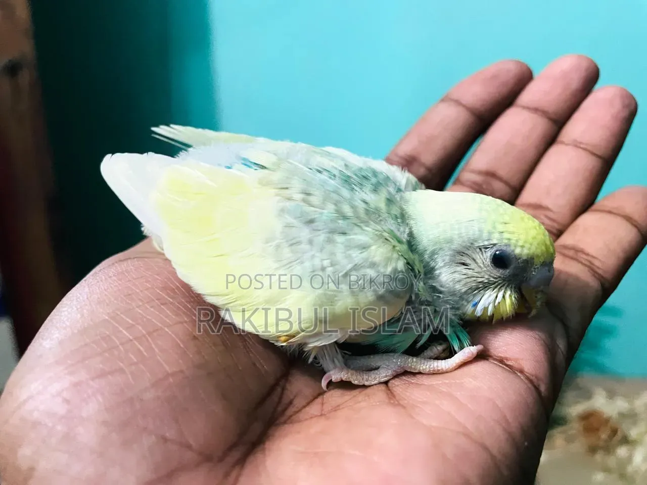 Masha-Allah, healthy and strong tame size Budgerigar for sale.