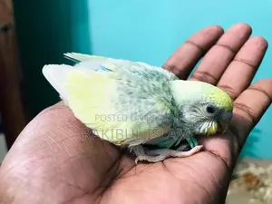 Masha-Allah, healthy and strong tame size Budgerigar for sale.