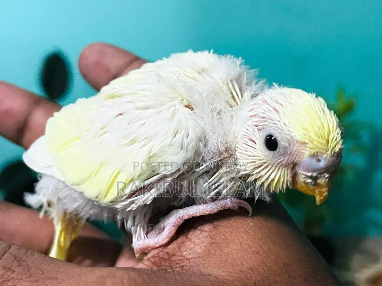 Masha-Allah, healthy and strong tame size Budgerigar for sale.