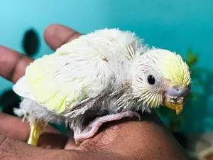 Masha-Allah, healthy and strong tame size Budgerigar for sale.