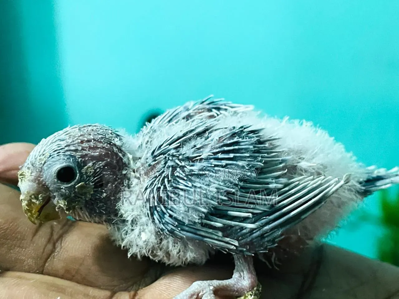 Masha-Allah, healthy and strong tame size Budgerigar for sale.