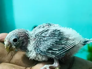 Masha-Allah, healthy and strong tame size Budgerigar for sale.