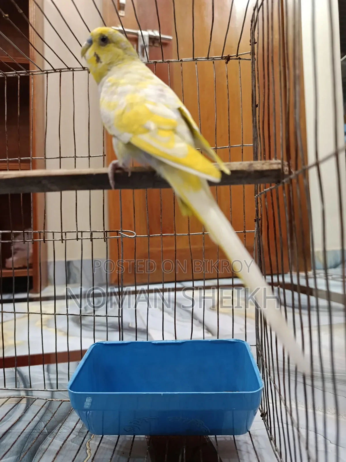 Budgerigar Adult Male. (Say Ma Sha Allah)