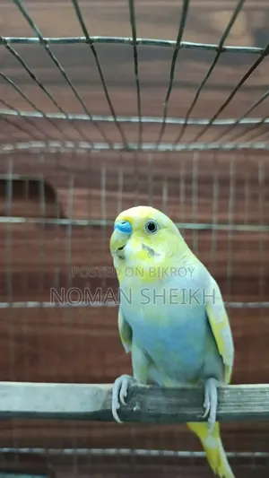 Budgerigar Adult Male. (Say Ma Sha Allah)