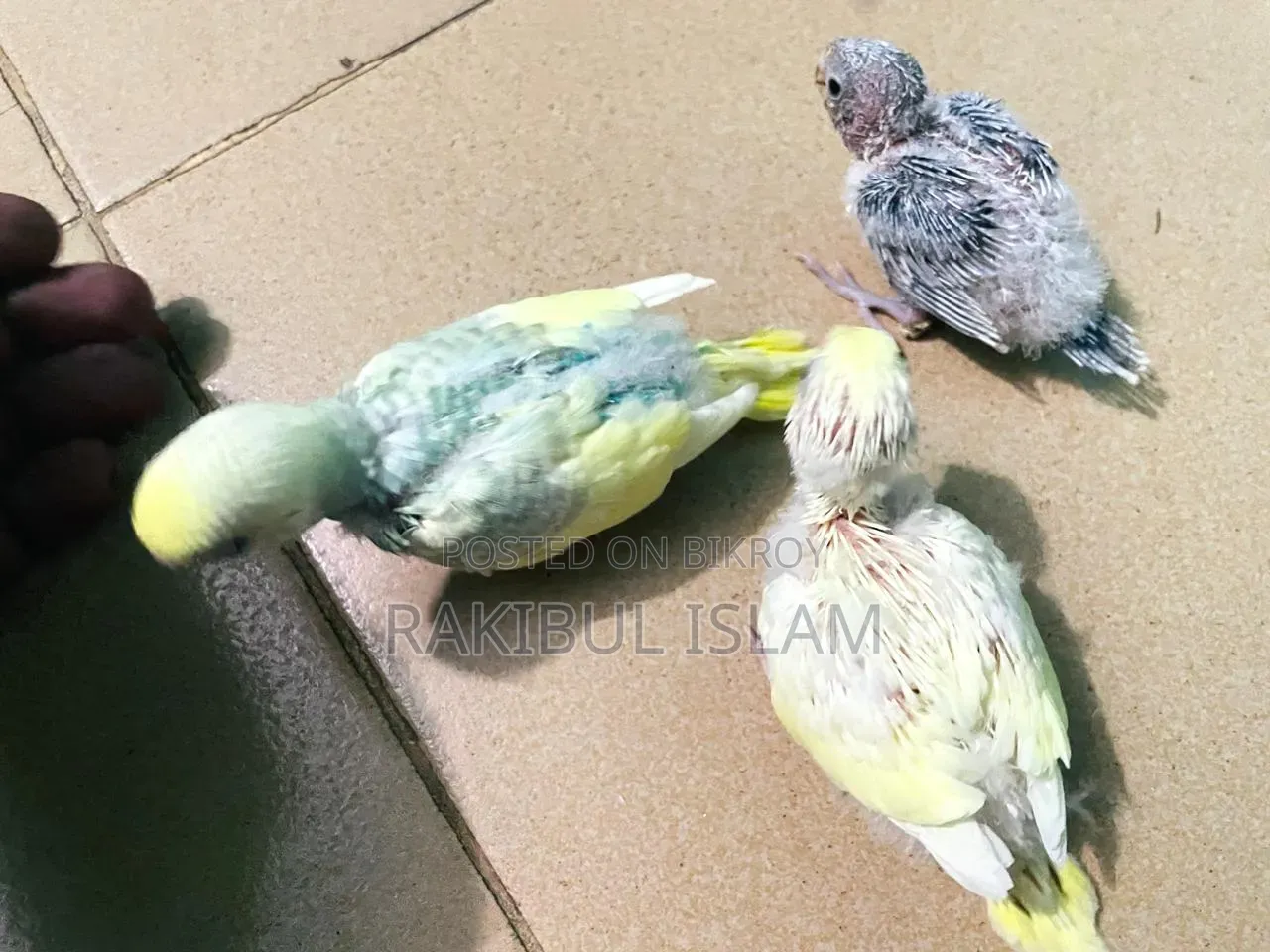 Masha-Allah, healthy and strong tame size Budgerigar for sale.
