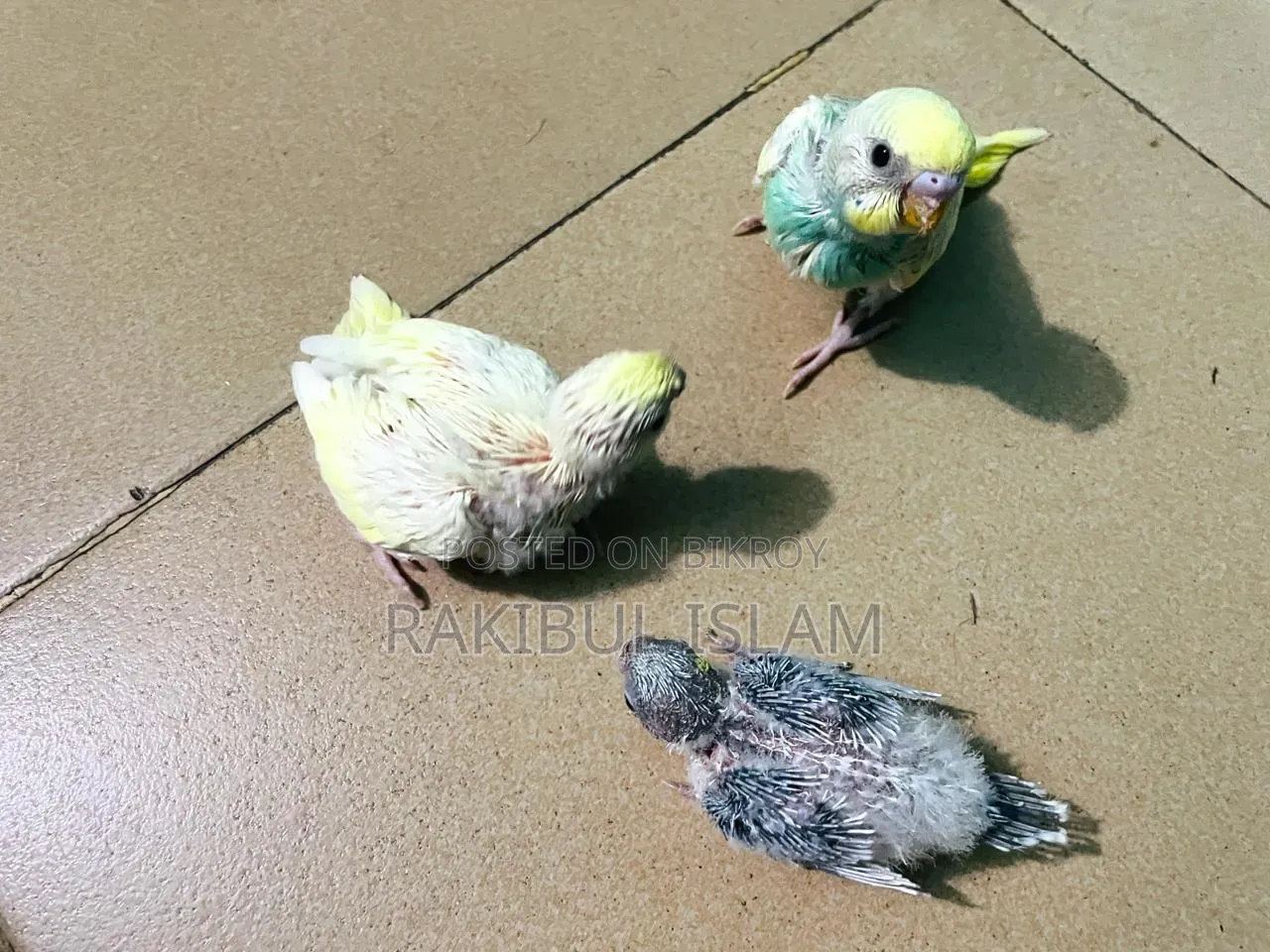 Masha-Allah, healthy and strong tame size Budgerigar for sale.
