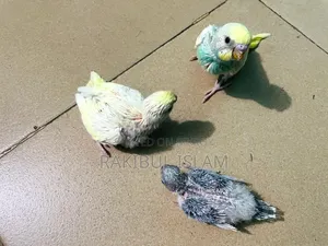 Masha-Allah, healthy and strong tame size Budgerigar for sale.